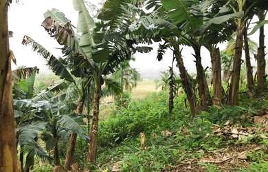 Imagem 3: Chácara para Venda em Schroeder, Schroeder III