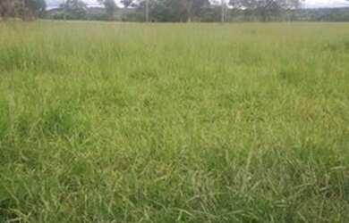 Imagem 6: Fazenda formada terra cultura escriturada troca