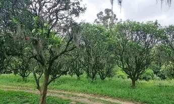 Imagem 7: Velleda oferece sítio 10 ha a 600 metros do asfalto, na Águas Claras