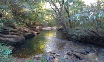 Imagem: Alqueire com muito mato à beira do rio