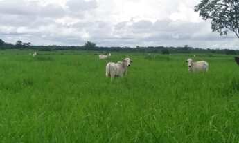 Imagem: Oportunidade! Fazenda pecuária de 1.186