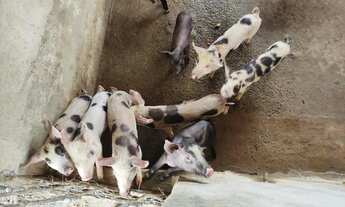 Imagem 3: Fazenda/Sítio/Chácara para venda possui 7 hectares quadrados em Zona Rural - Amélia Rodrig