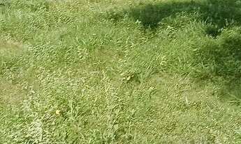 Imagem 2: Fazenda escriturada terra cultura Fercal troca 135 hectares