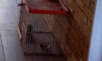 Imagem 7: Sítio em eldorado do Sul