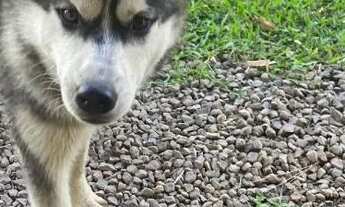Imagem: Husky siberiano