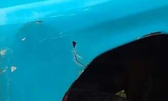 Imagem 5: Ford f600 basculante