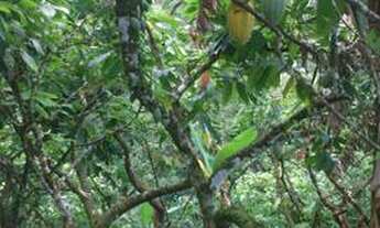 Imagem 2: Vendo uma fazenda de 80mil e ainda tem conversa