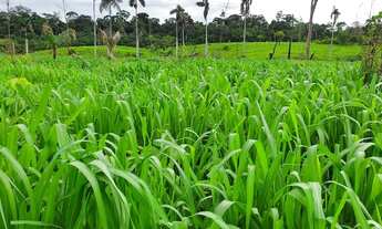 Imagem 6: Fazenda Fazenda / sítio com venda por R$1.200.000