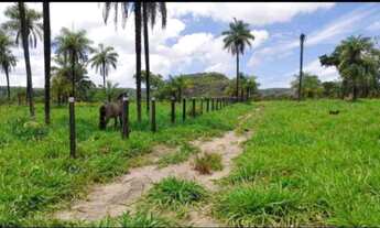 Imagem 6: Fazenda de 12 Alqueires Pasto Próxima a Lajeado