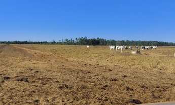 Imagem 15: Fazenda p/ Arrendamento de Soja. 1070 há. No Goiás
