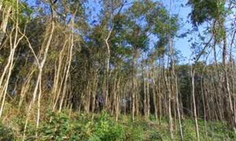 Imagem 3: Terrenos em Ibiuna GQO80J