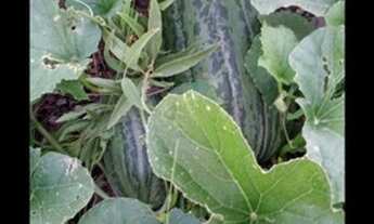 Imagem 2: 2 hectsres vendo ou troco