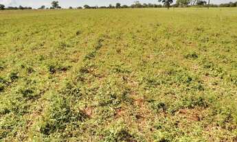 Imagem 4: Vendo fazenda 41,5alqueires 100%plana toda formada casa curral