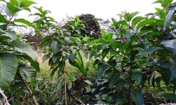 Imagem 7: Caraguatatuba - Loteamento/Condomínio - Cidade Jardim