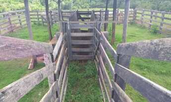 Imagem 5: Vendo sítio 7 alqueires em Nova Cantu