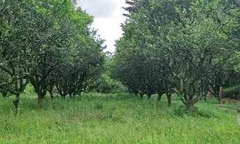 Imagem 3: Velleda oferece sítio 10 ha a 600 metros do asfalto, na Águas Claras