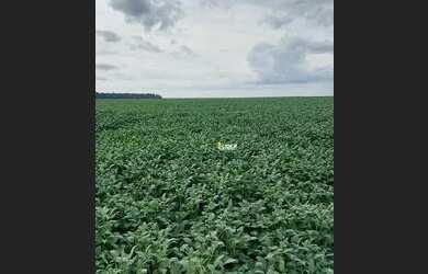 Imagem 6: Fazenda pra Arrendamento região de Canarana/ Querencia