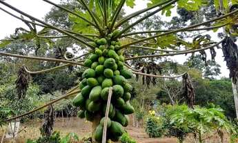 Imagem 4: Vende- chácara em Nazaré Paulista de 9 mil metros²