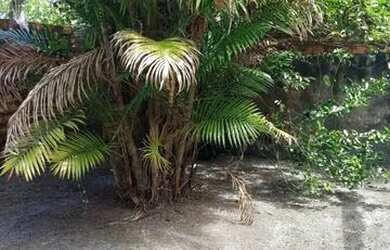 Imagem 4: VENDO ÓTIMA CASA EM MOSQUEIRO