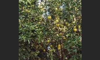 Imagem 2: Fazenda em Campestre de Goiás