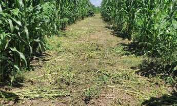 Imagem 15: Fazenda Fazenda / sítio com venda por R$1.200.000