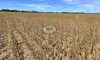Imagem 2: Fazenda plantando soja em Porto Nacional- TO