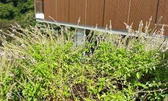 Imagem 6: Sobrado com 3 dormitórios, 415 m² - venda por R$ 7.500.000,00 ou aluguel por R$ 43.000,00