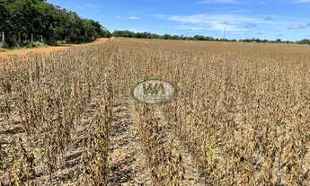 Imagem: Fazenda plantando soja em Porto Nacional