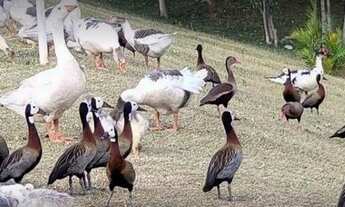 Imagem 6: Casa fase final de acabamento à venda, 187M² de área útil, no Residencial New Ville, no Su