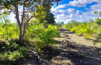 Imagem 7: Lindo Sítio Região do Bom Intento com fundo para o Rio Branco