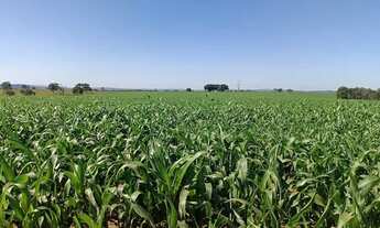 Imagem: Fazenda em ARAGOIÂNIA 10 Alqueires plantado