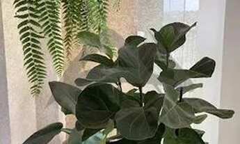 Imagem 6: Apartamento - Santa Terezinha - Paulínia