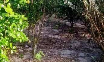 Imagem 4: Vendo sítio na Cabrita