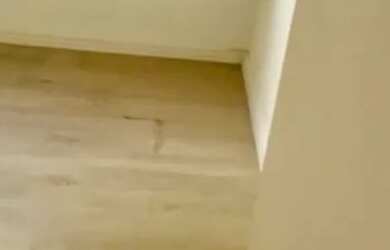 Imagem 6: Ap conquista do girassol