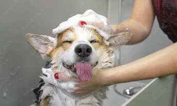 Imagem: Vende se Pet Shop bem localizado e com boa