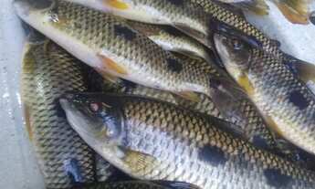 Imagem 4: Chácara Cond.Martinesia ( Ao Lado Do João Do Véi ) Capim Branco