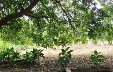 Imagem 5: Vende-se Terreno - Cinturão Verde