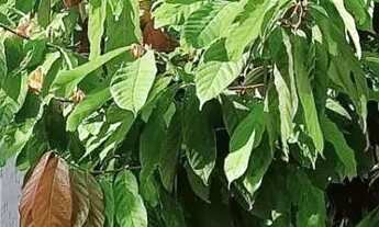 Imagem 4: Sobrado para Venda em Londrina, Jardim Pioneiros, 3 dormitórios, 1 suíte, 1 banheiro, 1 va