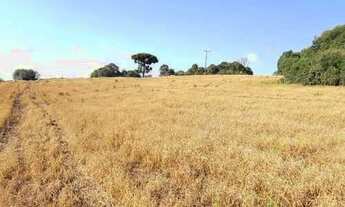 Imagem 3: VACARIA - Chácara - SANTA TEREZINHA