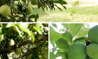 Imagem: Chácara a venda