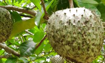 Imagem 6: Vendo chácara no jardim Ingá escriturada