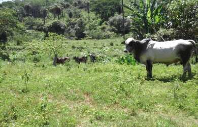 Imagem 6: Fazendinha antiga 15 ha, terra boa, riacho no meio do terreno, Serra do Cipó