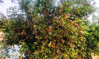 Imagem 6: Lindo rancho a venda