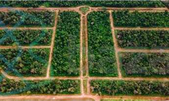 Imagem: Chácara com 1 dormitório à venda, 1185