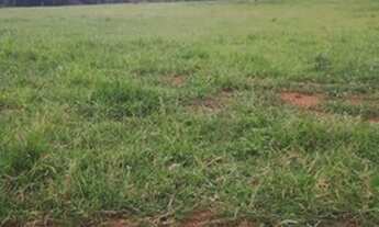 Imagem 3: Fazenda formada porteira fechada Beserra BR 020 Formosa