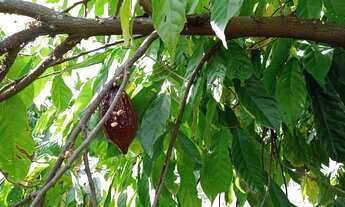 Imagem 2: Fazenda formada terra cultura escriturada troca