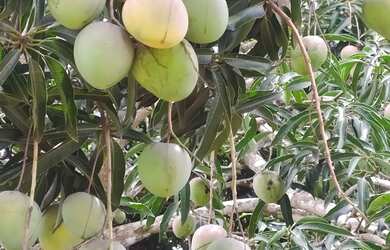 Imagem 5: Vendo chácara no jardim Ingá escriturada