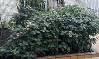 Imagem 4: SOBRADO- 156M- 3 DORMITÓRIOS- ALTO DA MOOCA- VENDA $ 800.000,00