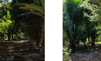 Imagem 6: Chácara - 4.000,00 m² - 100% murada - 70% arborizada