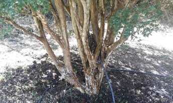 Imagem 7: OURO PRETO - Sítio - Tubuões